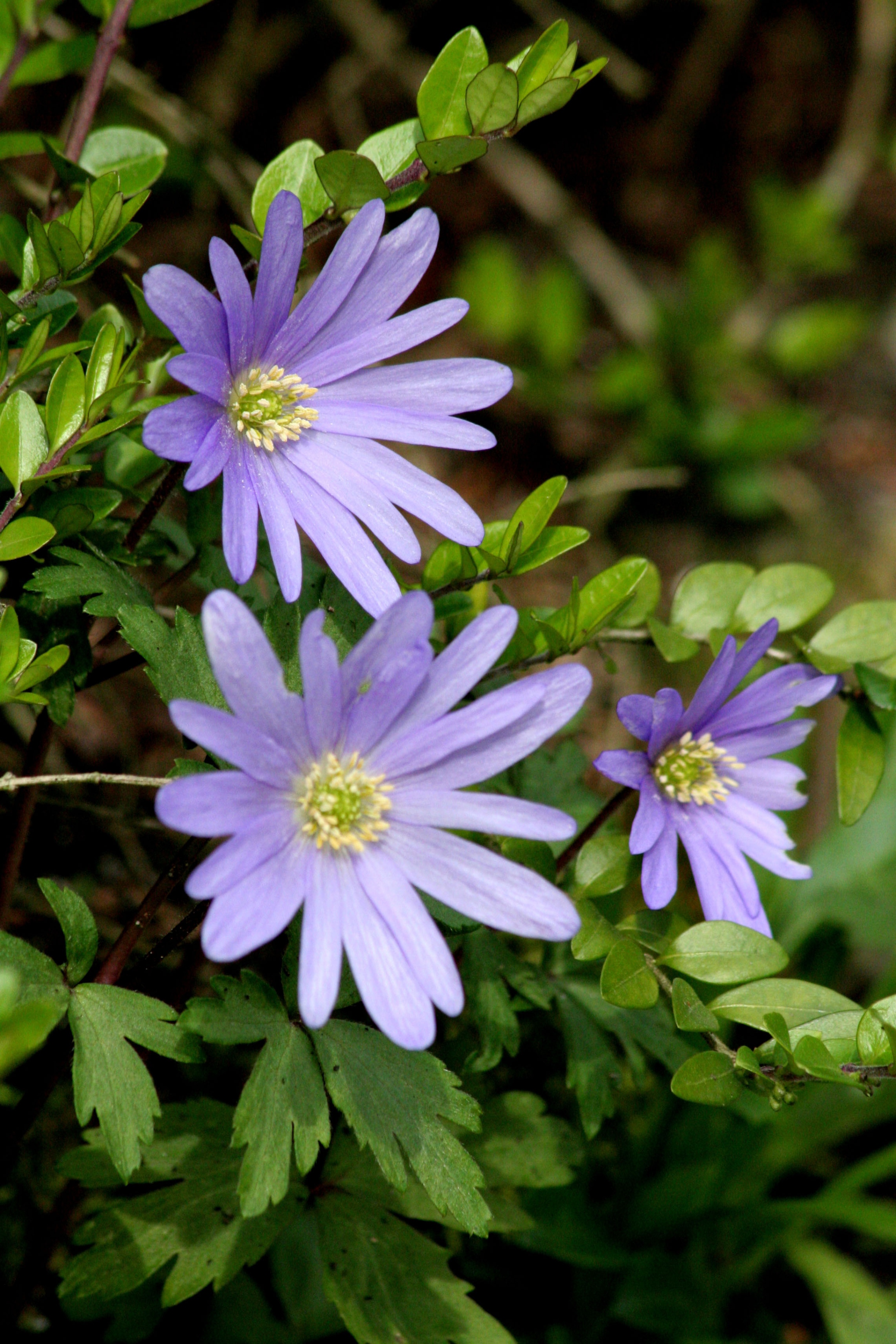 Frühling