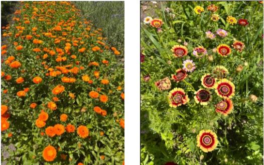 Blumen
