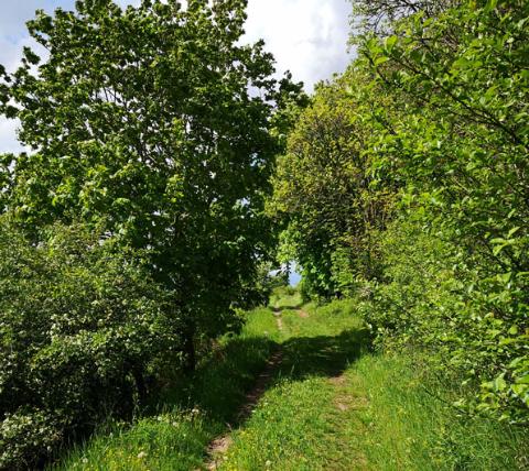 Feldweg