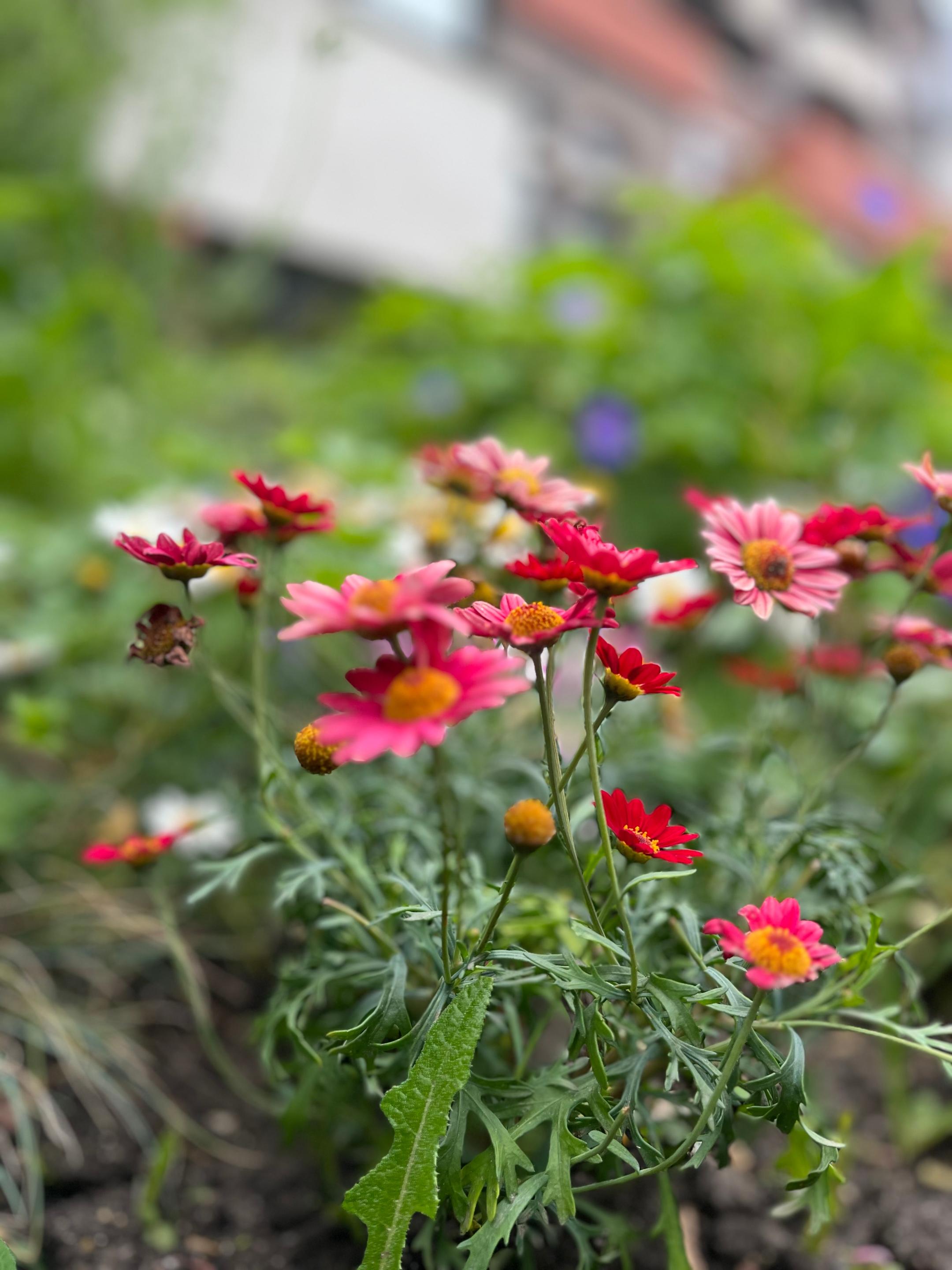 Sommerblumen