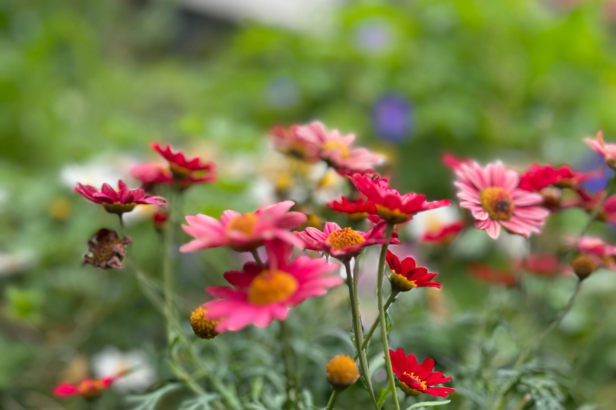 Sommerblumen