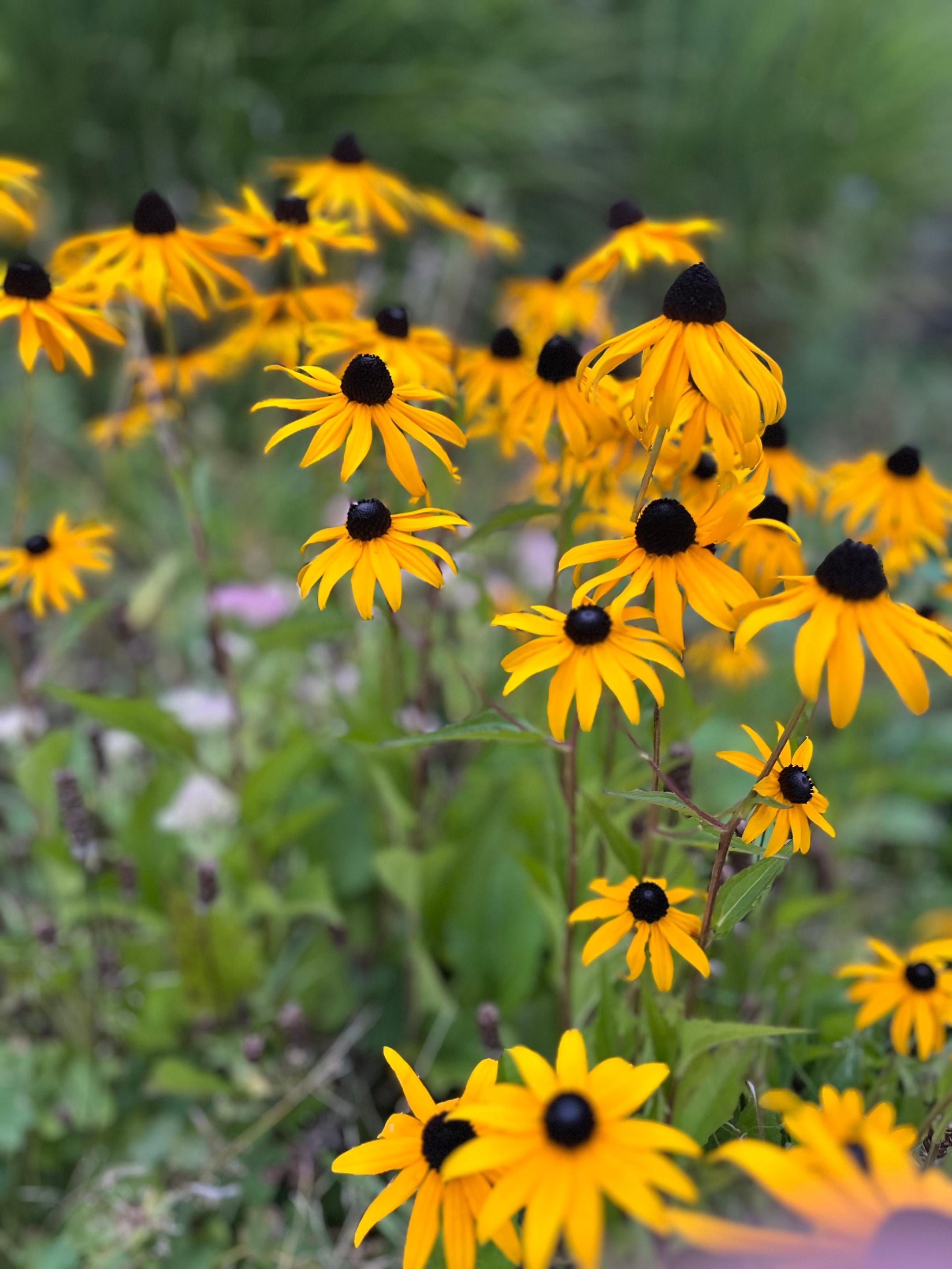 Sommerblumen