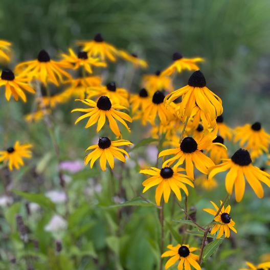 Sommerblumen