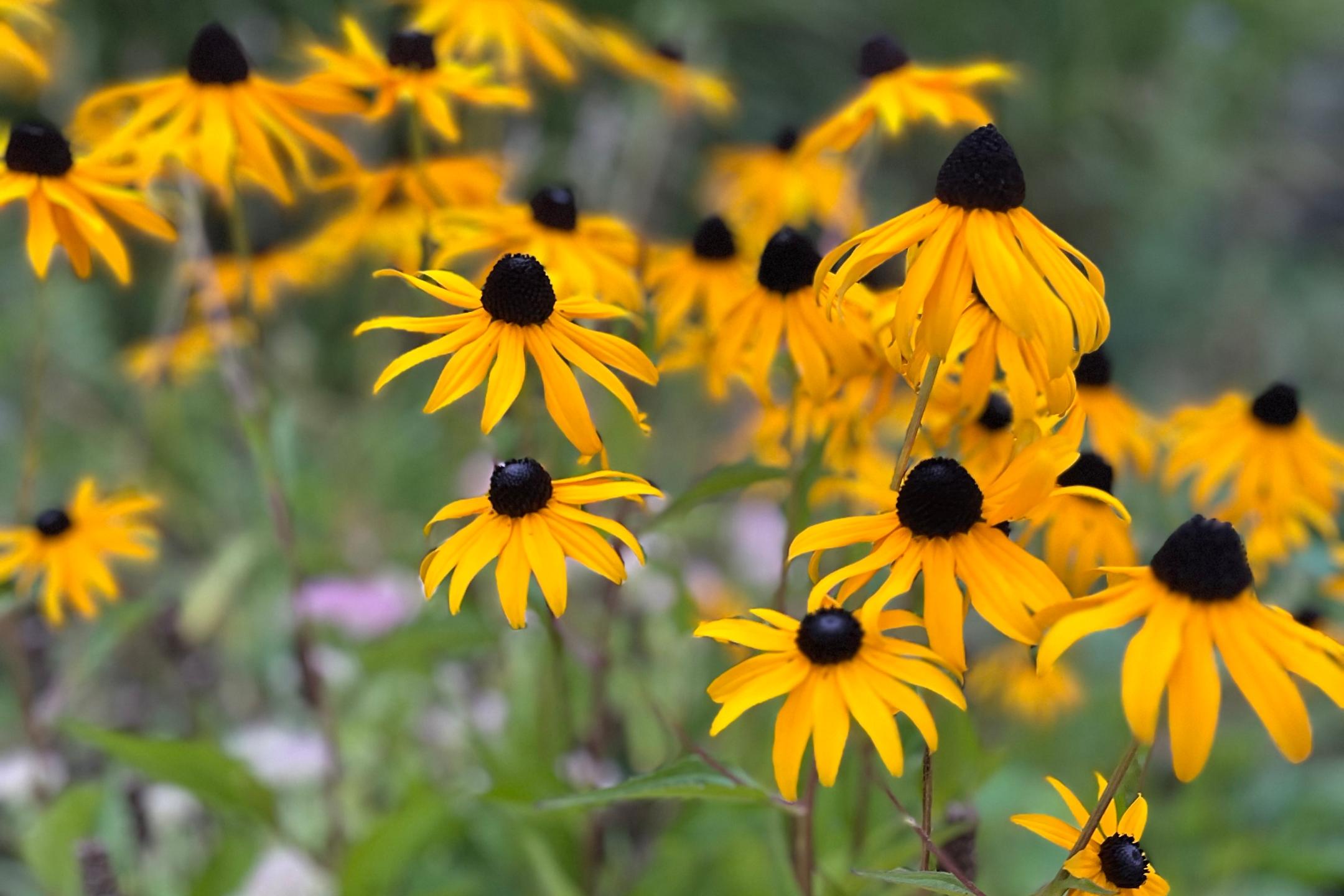 Sommerblumen