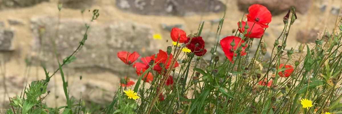 Mohn und Löwenzahn