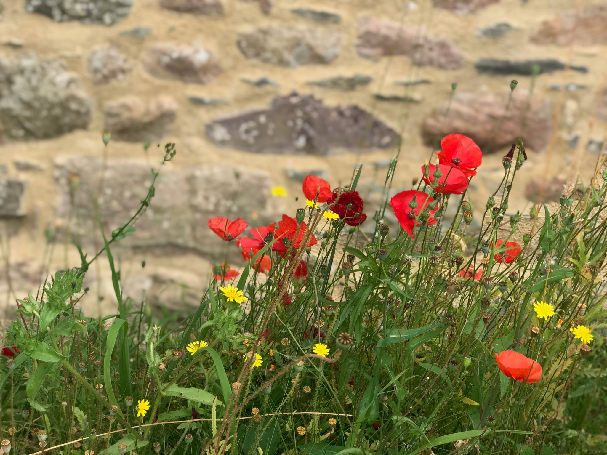 Mohn und Löwenzahn