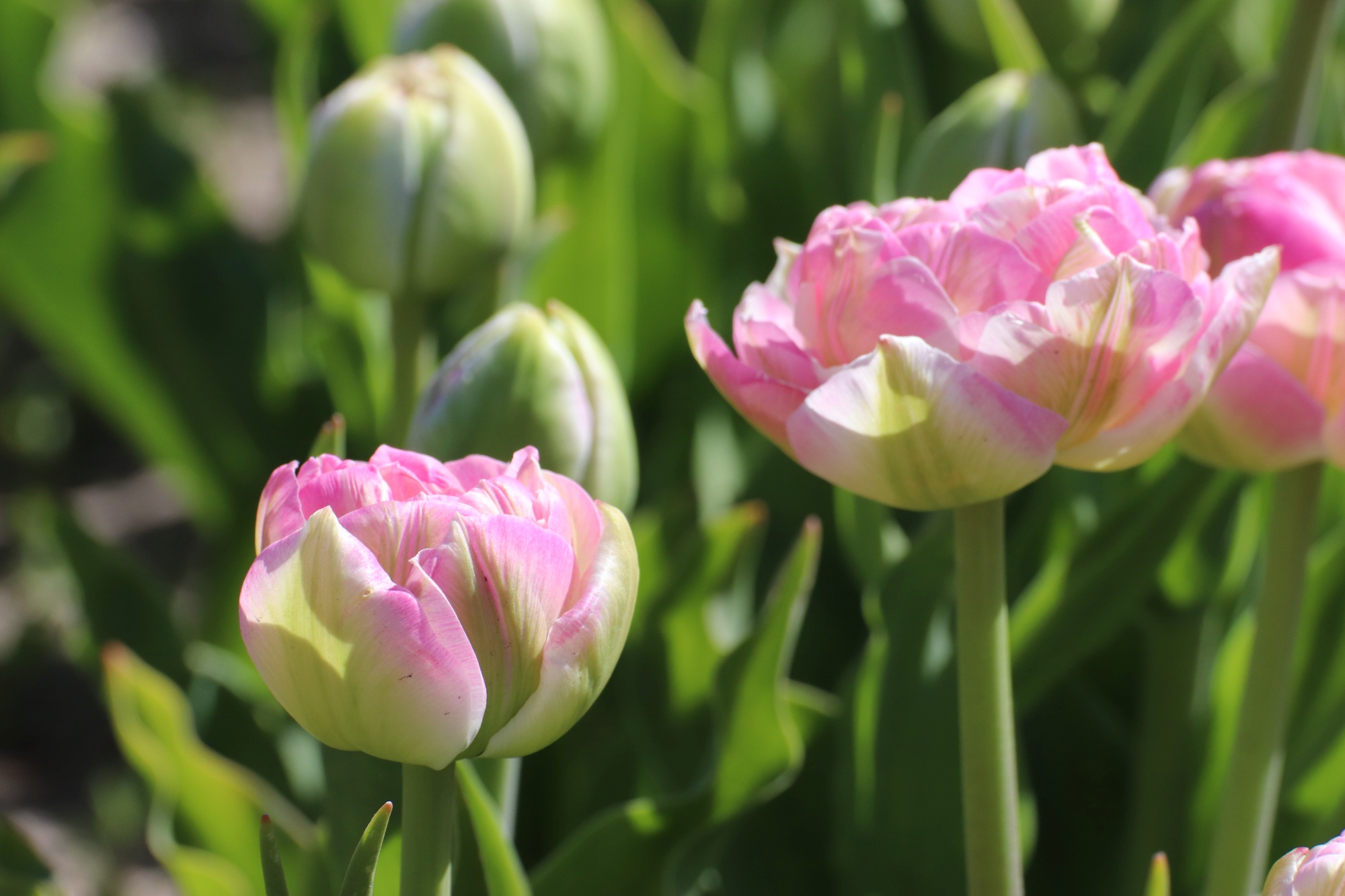 Tulpen MH