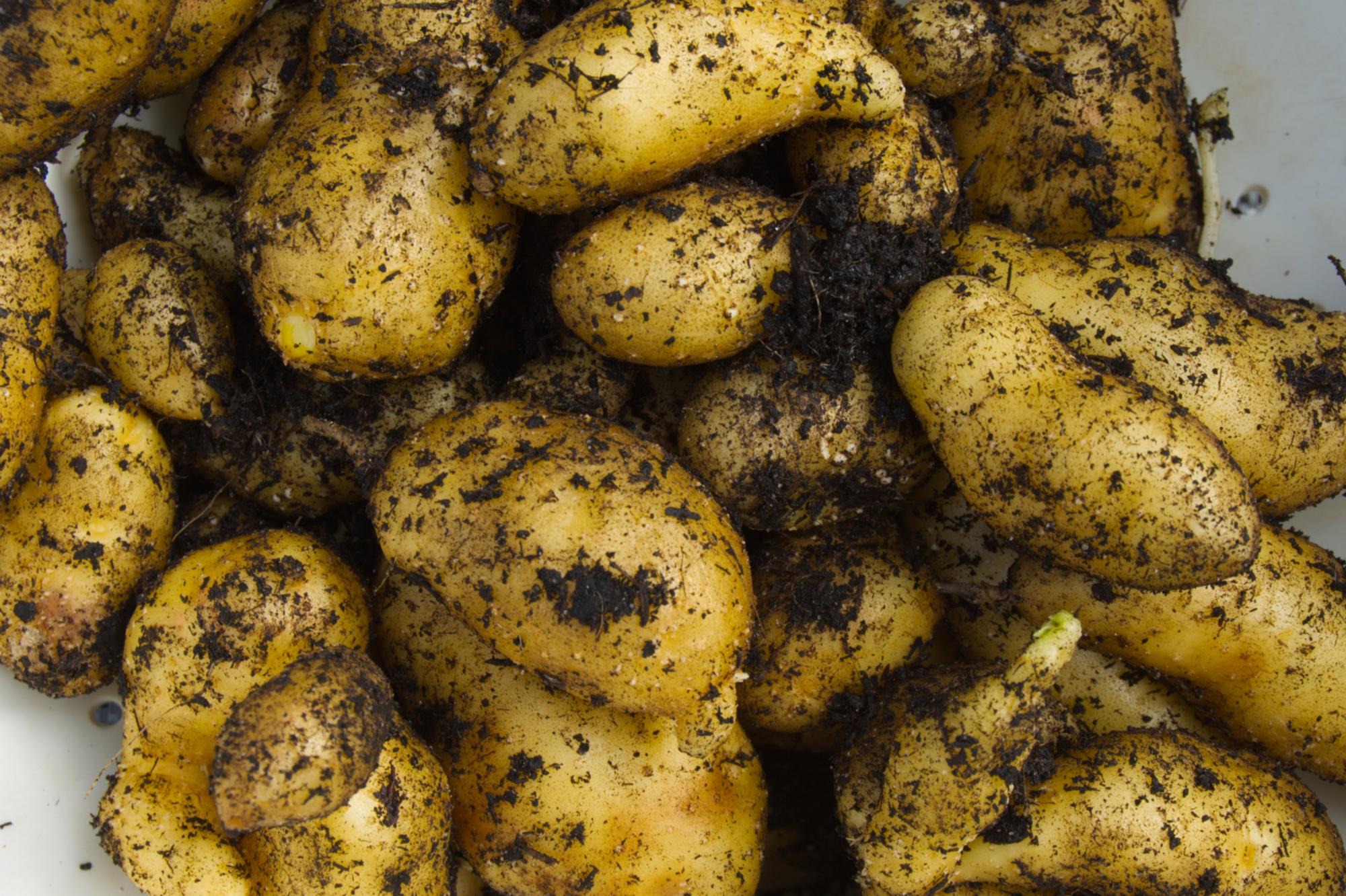 Kartoffeln
