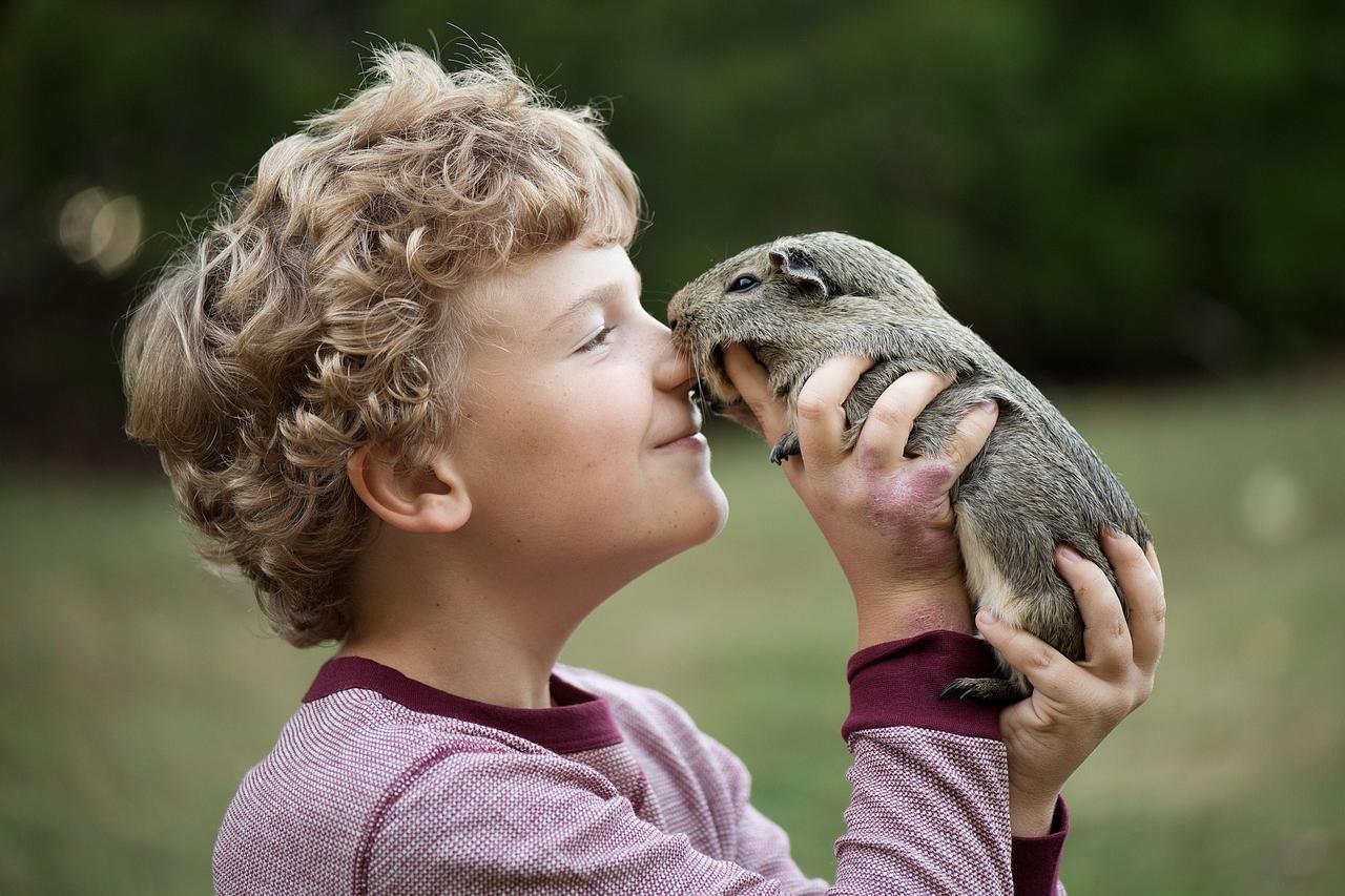 Meerschweinchen