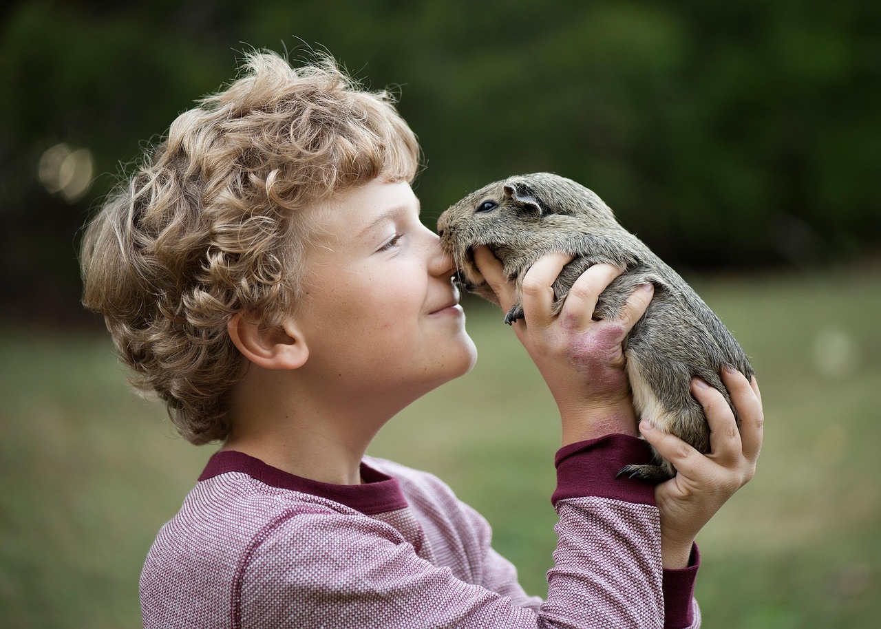 Meerschweinchen