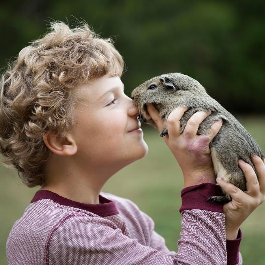 Meerschweinchen