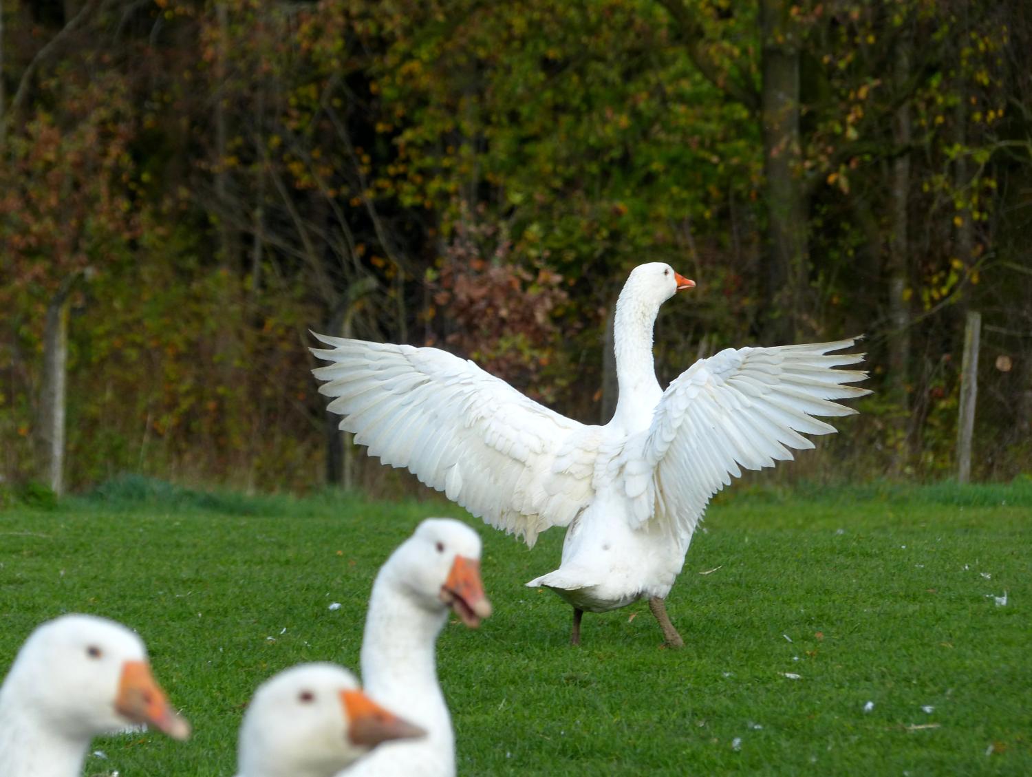 Gänse